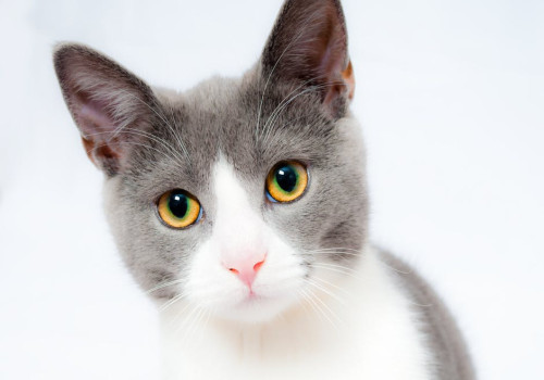 Wat betekent het spreekwoord 'de kat uit de boom kijken'?