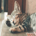 wat betekent het gezegde ‘de kat uit de boom kijken’?