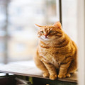 Wat betekent het spreekwoord 'de kat uit de boom kijken' eigenlijk?