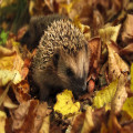 Hoeveel voer heeft een egel in de tuin nodig in oktober om de winterslaap te halen