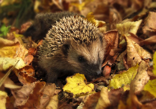 Hoeveel voer heeft een egel in de tuin nodig in oktober om de winterslaap te halen