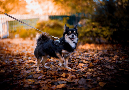 Vanaf welke temperatuur heeft mijn kortharige hond een hondenjas nodig