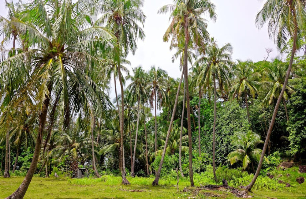 Suriname voor toeristen? Een tropische verrassing in Zuid-Amerika!