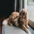 Hoeveel natvoer heeft mijn kat van 4 kilo per dag nodig