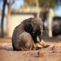 Hoeveel uur per dag slaapt een puppy van 8 weken en hoe vaak moet hij naar buiten