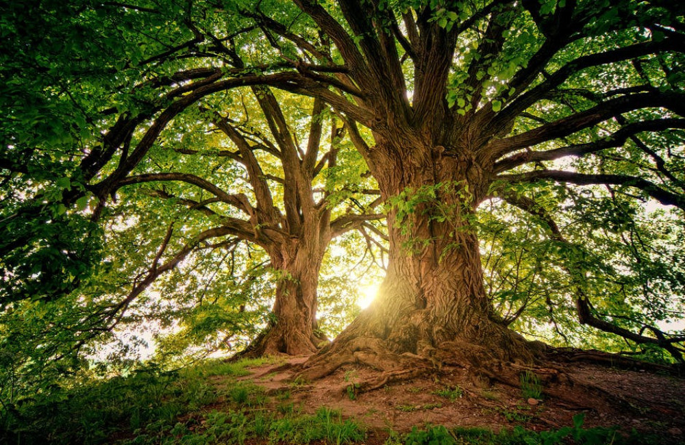 wat betekent het spreekwoord 'de appel valt niet ver van de boom'?