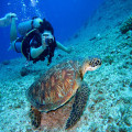 Top 5 duikplekken op Sint-Maarten