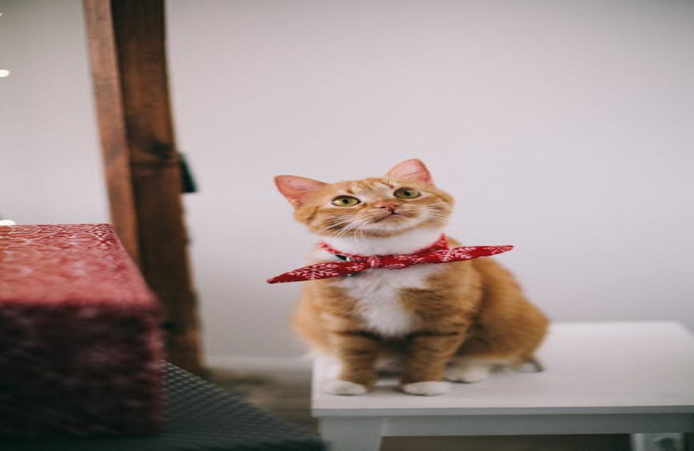 Waarom miauwen katten 's nachts en wat kun je eraan doen?