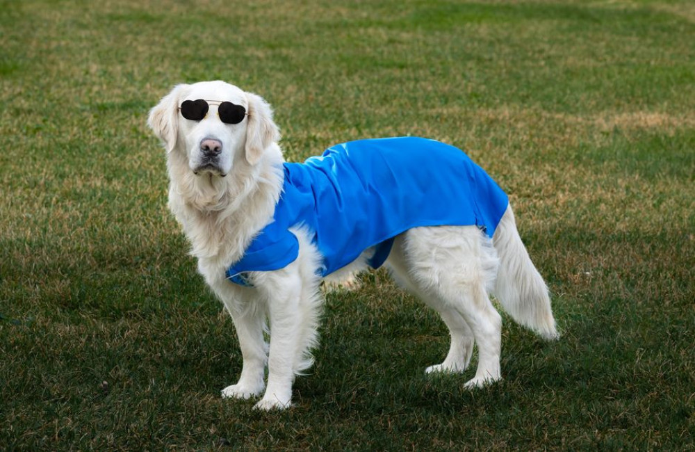 Waarom mijn hond zo veel hijgt bij 28 graden en hoe ik hem afkoel