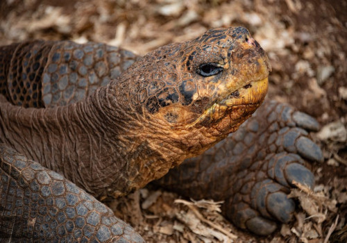 4 bijzondere dieren die je in Griekenland tegen kunt komen