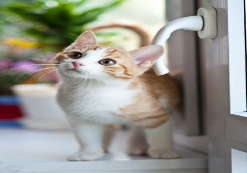 Wat betekent de uitdrukking 'de kat uit de boom kijken'?