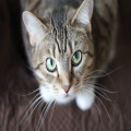 Wat betekent het als een kat constant miauwt en hoe los je het op?
