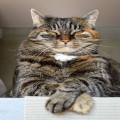 Waarom poept mijn kat buiten de kattenbak? Mogelijke oorzaken en oplossingen