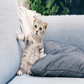 Wat betekent het spreekwoord 'de kat uit de boom kijken' eigenlijk?
