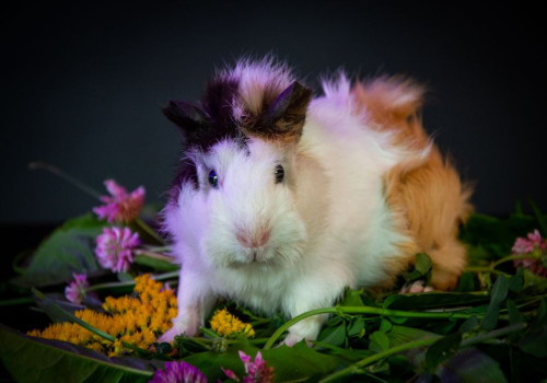 Hoeveel groente en hooi heeft mijn cavia per dag nodig