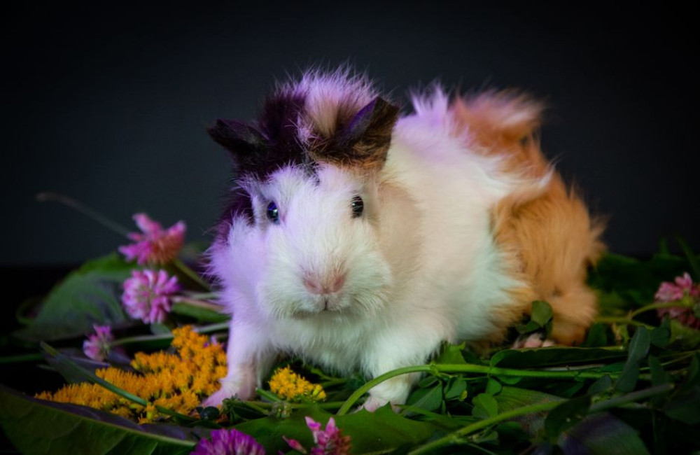 Hoeveel groente en hooi heeft mijn cavia per dag nodig