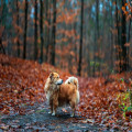 Zijn eikels en kastanjes giftig voor mijn hond tijdens de herfstwandeling