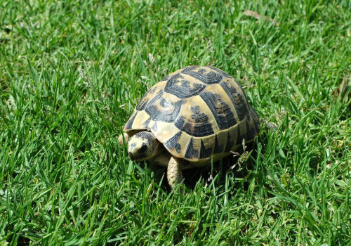 Wanneer gaat een Griekse landschildpad in winterslaap en bij welke temperatuur