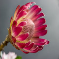 De beste bloemisten in Schiedam? Een gids voor het vinden van het perfecte boeket!
