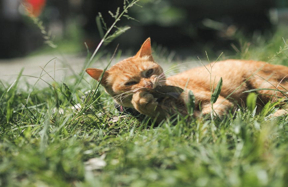 Is salie giftig voor katten? Dit moet je weten