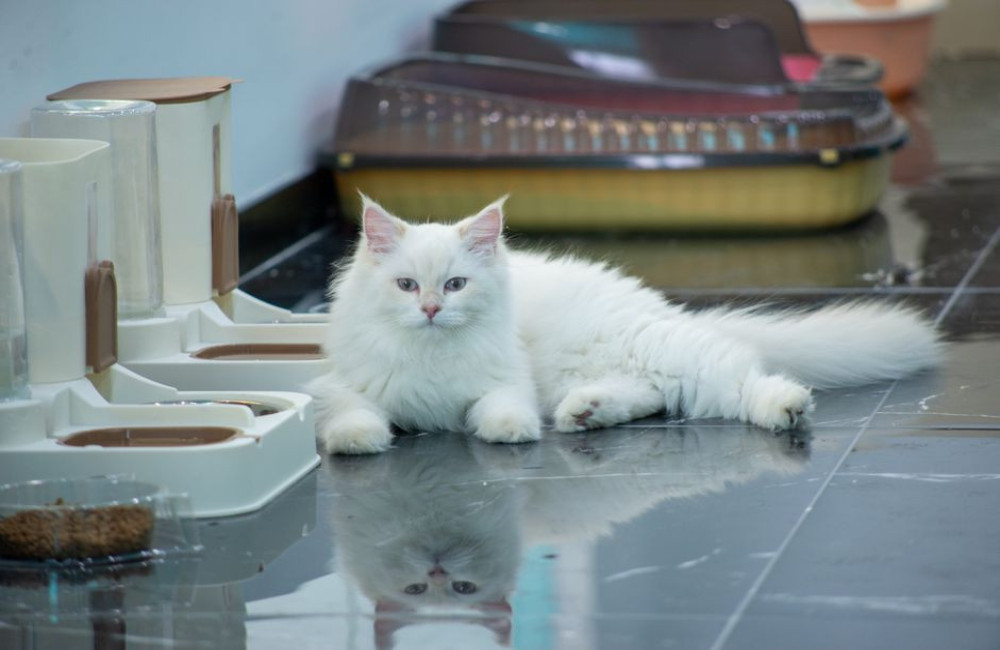 Hoeveel brokken moet een kat van 4 kilo per dag eten en hoeveel gram is dat