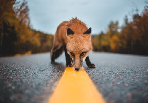 De leukste bordspellen met dieren: de beste keuzes voor kinderen en volwassenen