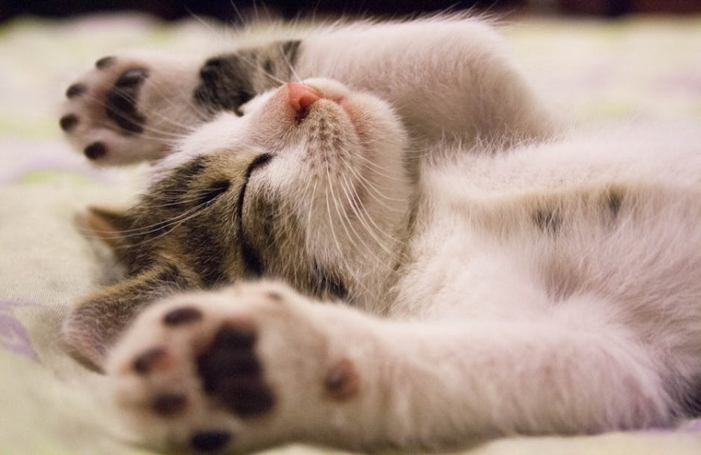 Waarom zegt een kat miauw? Betekenis en communicatie uitgelegd