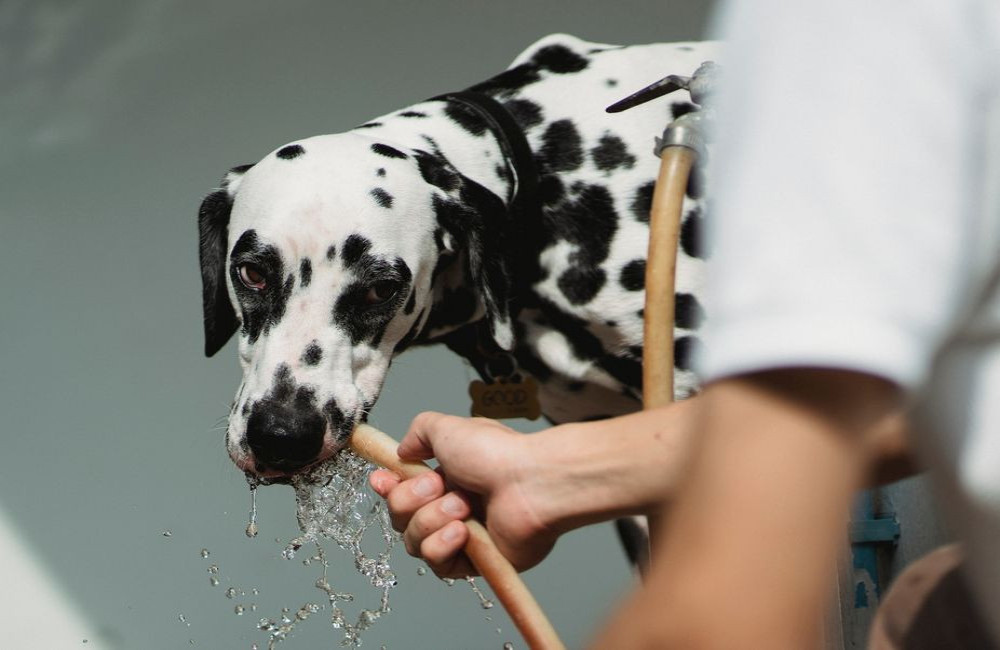 Hoeveel water moet mijn hond van 20 kilo drinken op een warme zomerdag