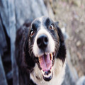 Waarom blaft mijn hond naar niets en wat kan ik eraan doen?