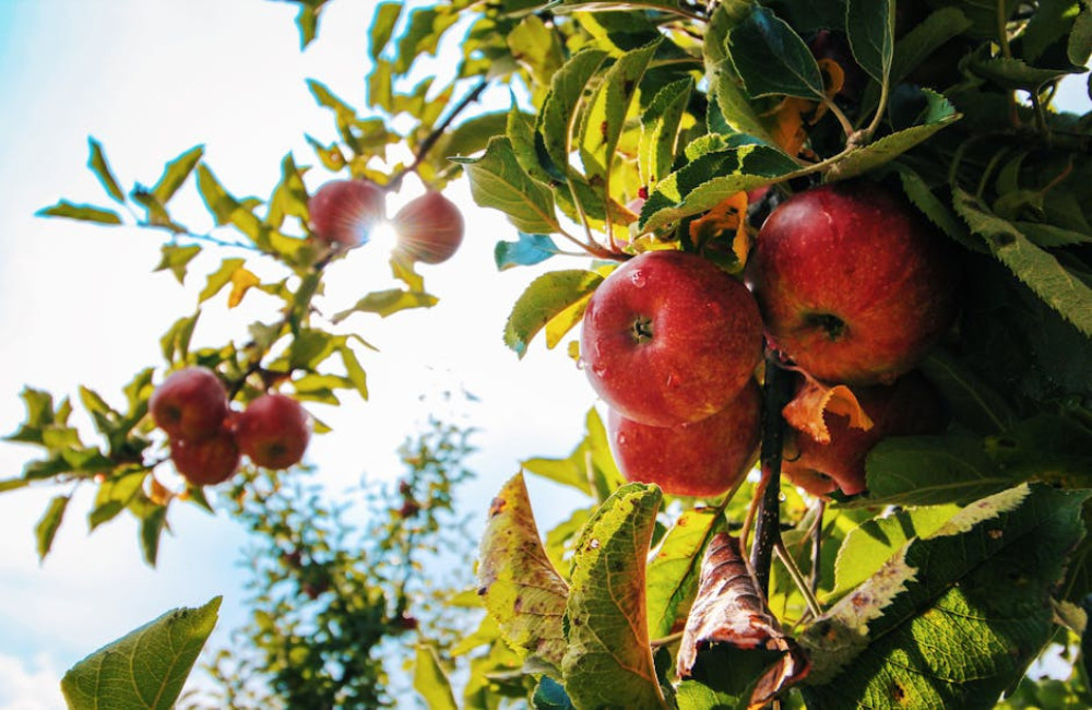 Wat betekent 'de appel valt niet ver van de boom'? Betekenis en uitleg