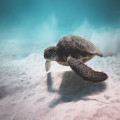 Op welke Griekse eilanden kun je schildpadden bekijken?