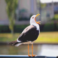 Waarom gapen aanstekelijk is, wetenschappelijk uitgelegd