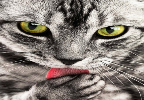 Waarom plast mijn kat buiten de kattenbak en wat kun je eraan doen?