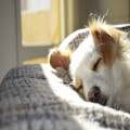 Wat betekent het spreekwoord als twee honden vechten om een been?