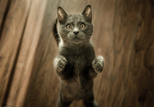 Waarom miauwt mijn kat constant en wat kan ik eraan doen?