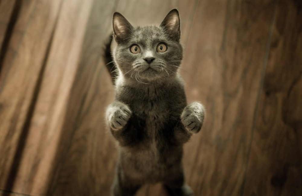 Waarom miauwt mijn kat constant en wat kan ik eraan doen?