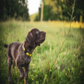 Hoe vaak per dag moet ik mijn puppy van 3 maanden voeren
