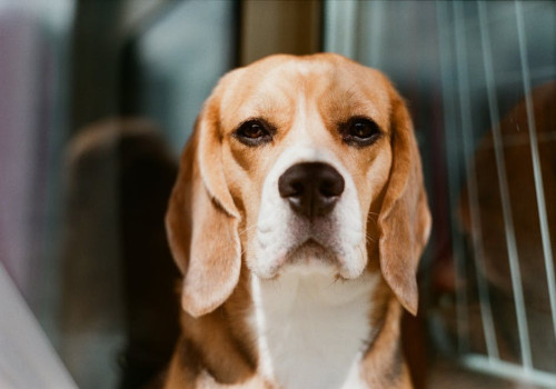 Nederlandse naam beagle: hoe noem je dit hondenras?