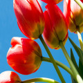 Het voorjaar staat weer voor de deur. Tijd om je tuin te pimpen met tuinposters.